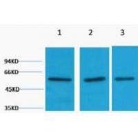 Vimentin Polyclonal Antibody