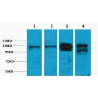 Vinculin Polyclonal Antibody