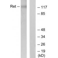 Ret Polyclonal Antibody