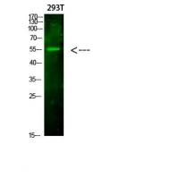 FoxO4 Polyclonal Antibody