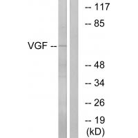 VGF Polyclonal Antibody