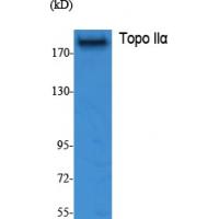 Topo IIα Polyclonal Antibody