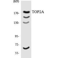 Topo IIα Polyclonal Antibody