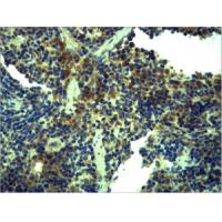 TLR1 Polyclonal Antibody