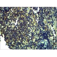 TLR13 Polyclonal Antibody