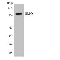 TLR4 Polyclonal Antibody