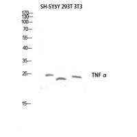 TNF α Polyclonal Antibody