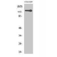 TERT Polyclonal Antibody