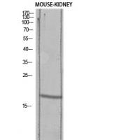 TGFα Polyclonal Antibody