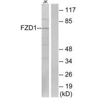 Frizzled-1 Polyclonal Antibody