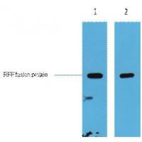 RFP-Tag Polyclonal Antibody