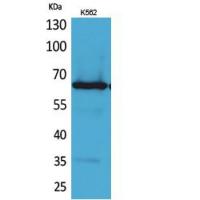 Frizzled-10 Polyclonal Antibody