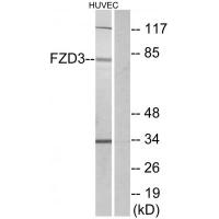 Frizzled-3 Polyclonal Antibody