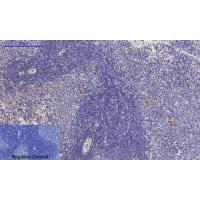 Tau Polyclonal Antibody