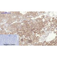 Tau Polyclonal Antibody