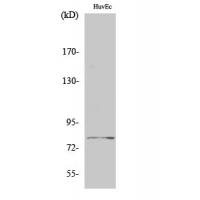 Tau Polyclonal Antibody