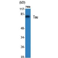 Tau Polyclonal Antibody