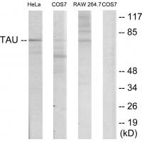 Tau Polyclonal Antibody