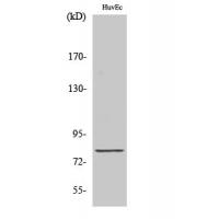 Tau Polyclonal Antibody