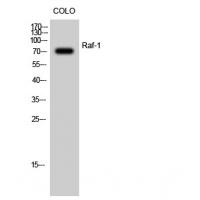 Raf-1 Polyclonal Antibody