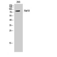 Raf-B Polyclonal Antibody