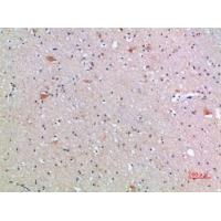 Frizzled-9 Polyclonal Antibody