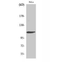 Rb Polyclonal Antibody