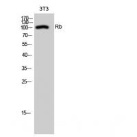 Rb Polyclonal Antibody