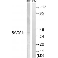 Rad51 Polyclonal Antibody