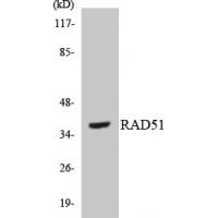 Rad51 Polyclonal Antibody