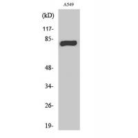 PKC γ Polyclonal Antibody