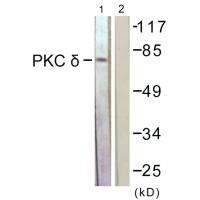 PKC δ Polyclonal Antibody