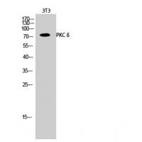 PKC δ Polyclonal Antibody