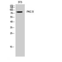 PKC δ Polyclonal Antibody