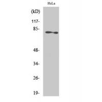 PKC ζ Polyclonal Antibody