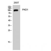 PKD1 Polyclonal Antibody