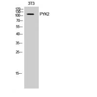 PYK2 Polyclonal Antibody