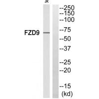 Frizzled-9 Polyclonal Antibody