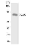 Frizzled-9 Polyclonal Antibody