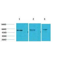 PPAR-γ Polyclonal Antibody