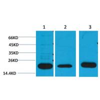 PRX I Polyclonal Antibody