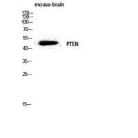 PTEN Polyclonal Antibody