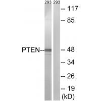 PTEN Polyclonal Antibody