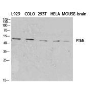 PTEN Polyclonal Antibody