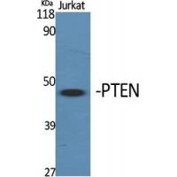 PTEN Polyclonal Antibody