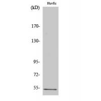 PTEN Polyclonal Antibody