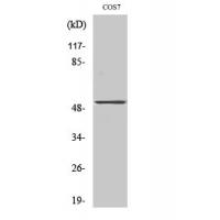 PTEN Polyclonal Antibody