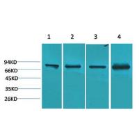 PI3 Kinase p85α Polyclonal Antibody