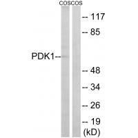 PDK1 Polyclonal Antibody