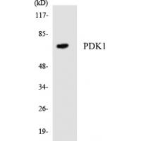 PDK1 Polyclonal Antibody